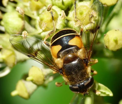 Eristalis horticola