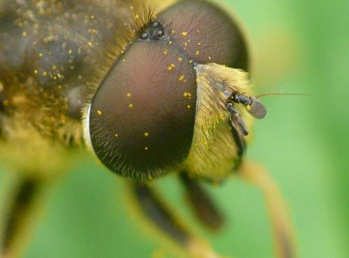 Eristalis nemorum