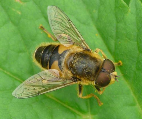 Eristalis nemorum