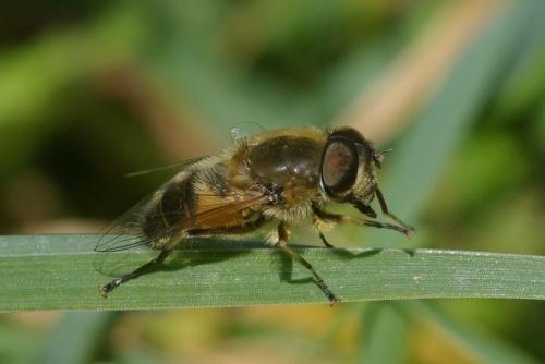 Réf. 42 749 : Eristalis similis