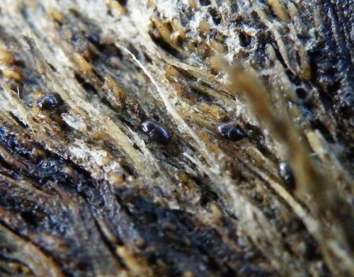 Réf. 42 297 : Eubrachium hispidulum