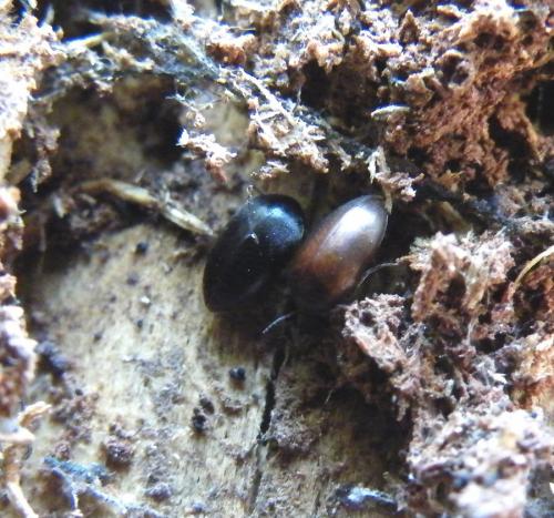 Nycteus meridionalis