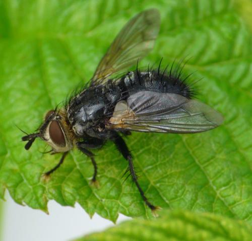 Panzeria anthophila