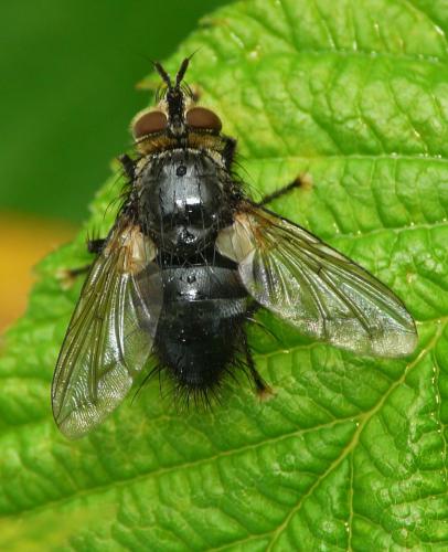 Panzeria anthophila