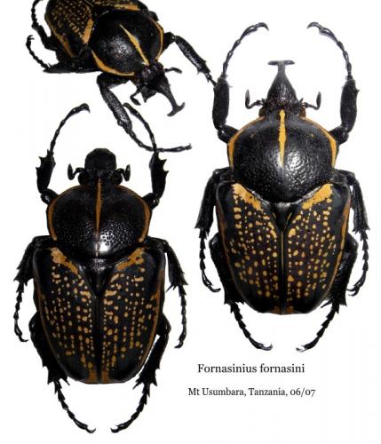 Fornasinius fornasini