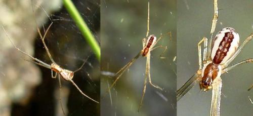 Neriene radiata