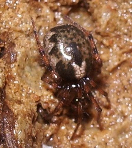 Enoplognatha sp.