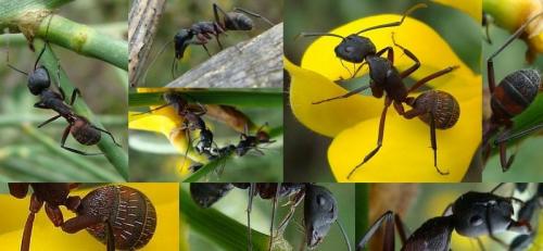 Camponotus cruentatus