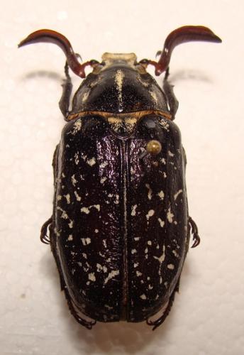 Réf. 42 011 : Polyphylla fullo