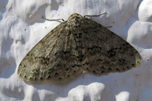 Ectropis crepuscularia