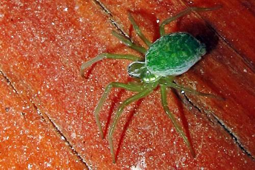 Nigma walckenaeri