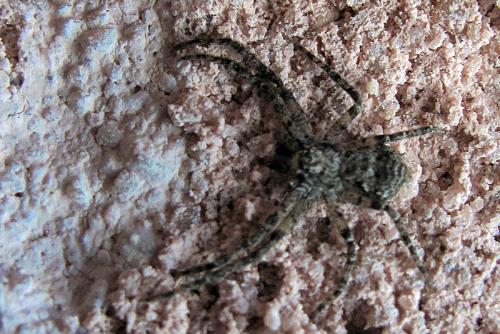 Philodromus sp.