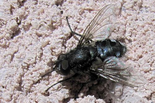 Pollenia sp.