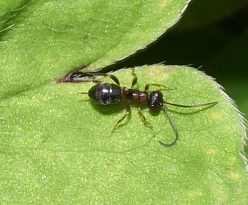 Cryptinae