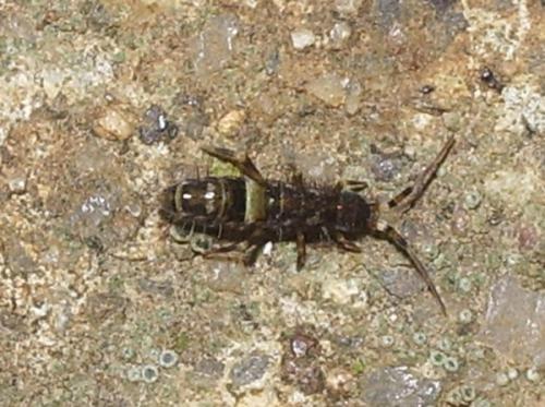 Réf. 42 018 : Orchesella cincta