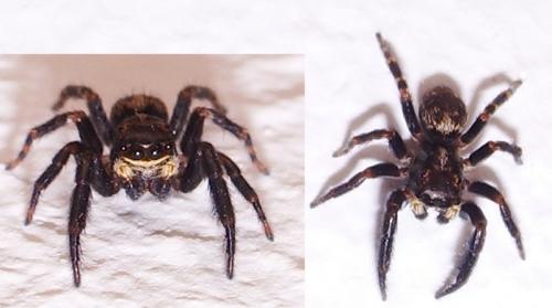 Pseudeuophrys erratica