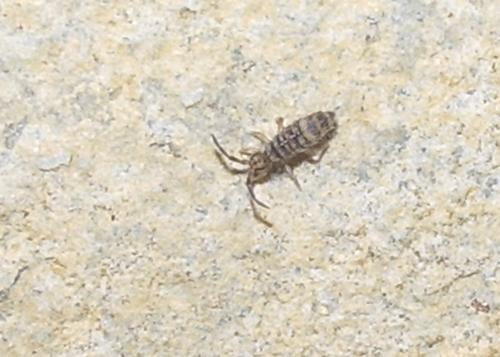 Entomobrya sp.