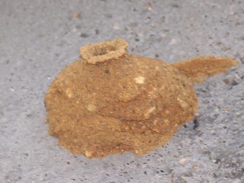 Delta unguiculatum