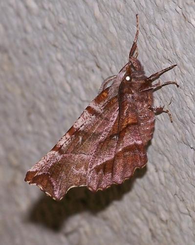 Réf. 42 634 : Selenia dentaria
