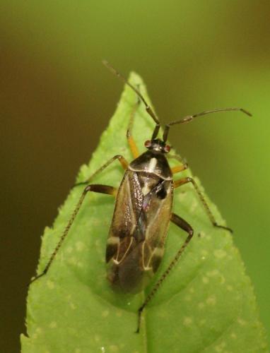 Réf. 42 908 : Harpocera thoracica