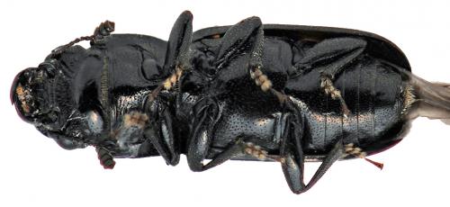 Réf. 42 606 : Glischrochilus quadripunctatus