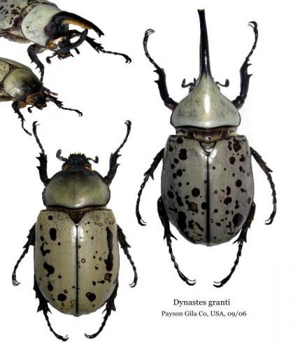 Dynastes granti