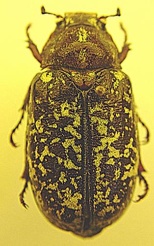 Polyphylla fullo