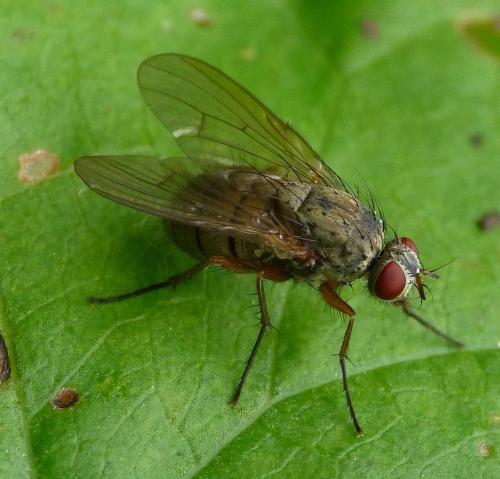 Helina impuncta