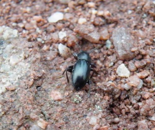 Nalassus assimilis