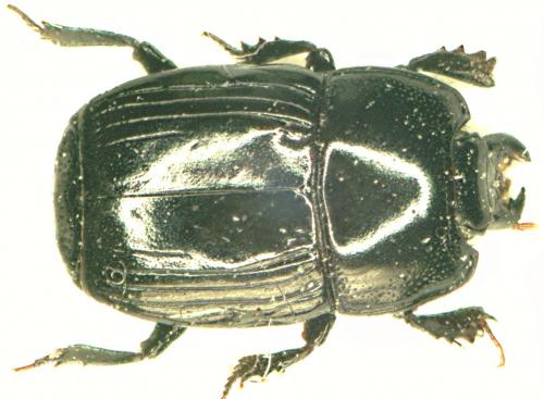 Réf. 42 476 : Platysoma compressum