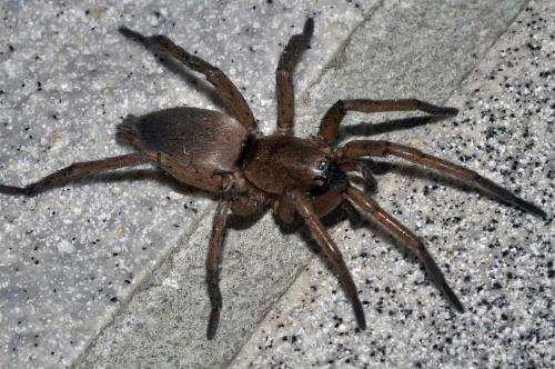 Réf. 42 935 : Drassodes sp.