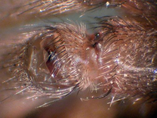Réf. 42 962 : Drassodes sp.