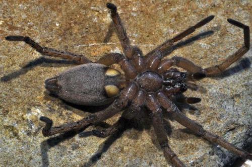 Drassodes sp.