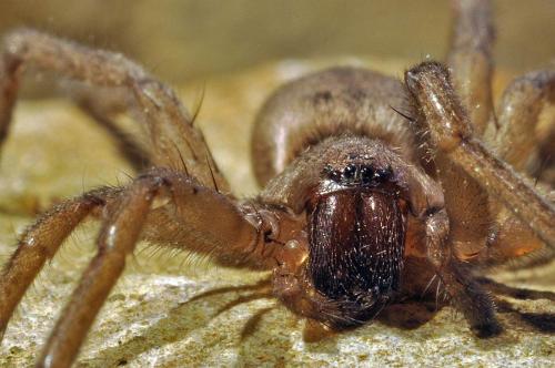Drassodes sp.