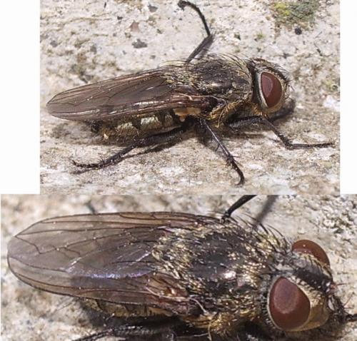 Pollenia sp.