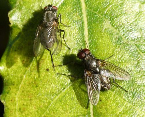 Hydrotaea dentipes