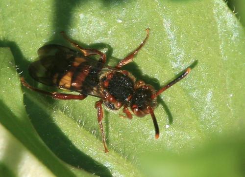Nomada sp.