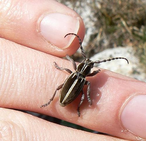 Réf. 42 993 : Iberodorcadion molitor