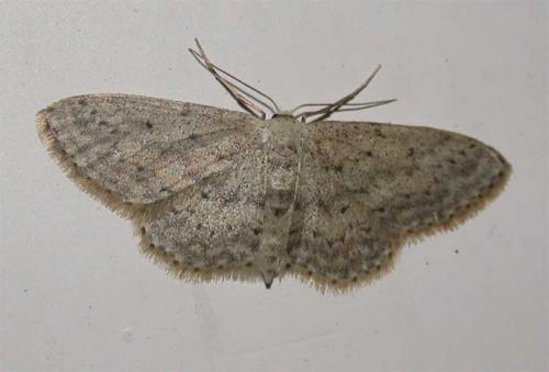 Réf. 42 354 : Idaea seriata