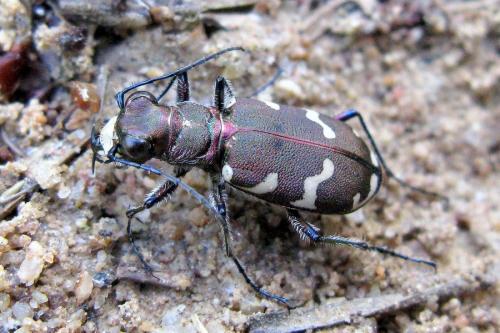 Cicindela hybrida pseudoriparia