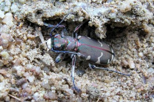 Réf. 42 148 : Cicindela hybrida