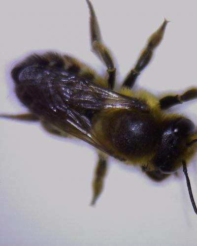 Megachile sp.