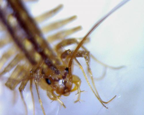 Scutigera coleoptrata
