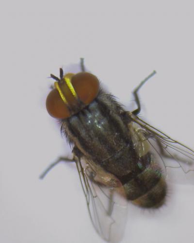 Réf. 42 449 : Miltogramma sp.