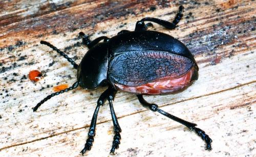 Timarcha tenebricosa