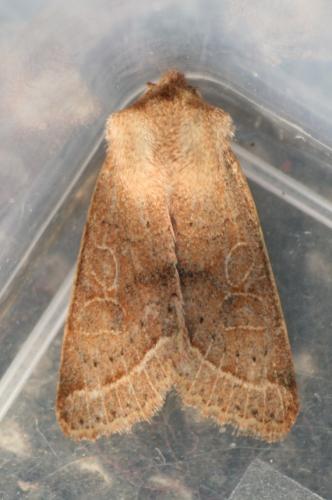 Orthosia cerasi
