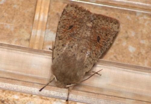 Réf. 42 680 : Orthosia cruda