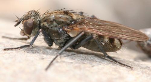 Réf. 42 133 : Lispe tentaculata
