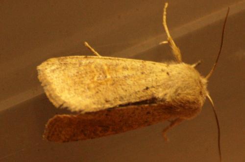 Réf. 42 551 : Orthosia cruda