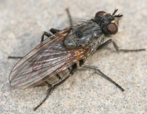 Réf. 42 132 : Lispe tentaculata